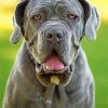 Grey Mastiff Paint by numbers