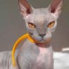 Grey Sphynx Cat Paint by numbers