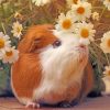 Guinea Pig And Daisy Flowers Paint by numbers