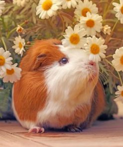 Guinea Pig And Daisy Flowers Paint by numbers