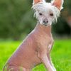 Hairless Chinese Crested Paint by numbers