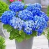 Happily Hydrangea Flowers Paint by numbers