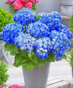 Happily Hydrangea Flowers Paint by numbers