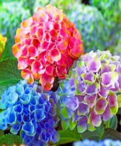 Happily Hydrangea Paint by numbers