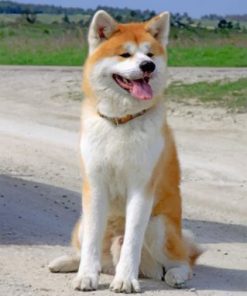 Happy Akita paint by numbers