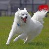 happy-american-eskimo-dog-paint-by-numbers-1