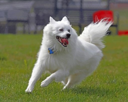 happy-american-eskimo-dog-paint-by-numbers-1