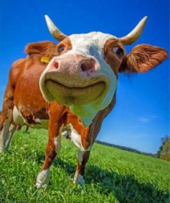 Happy Cow Paint by numbers