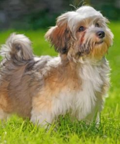 Havanese Dog Paint by numbers