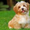 Havanese Dog Animal Paint by numbers