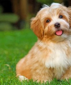 Havanese Dog Animal Paint by numbers