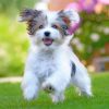 Havanese Puppy Paint by numbers