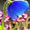 Himalayan Blue Poppy Paint by numbers