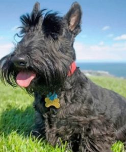 iconic scottish terrier paint by number