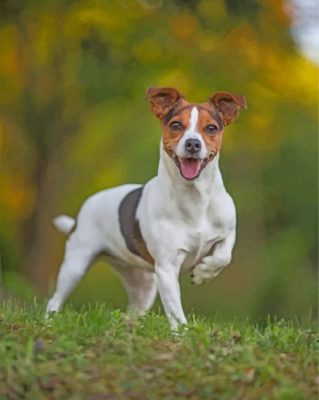 Jack Russell Terrier paint by numbers