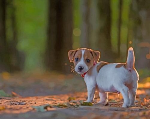 Jack Russell Puppy paint by numbers