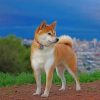 Japanese Akita Dog Paint by numbers