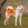 Japanese Akita Paint by numbers