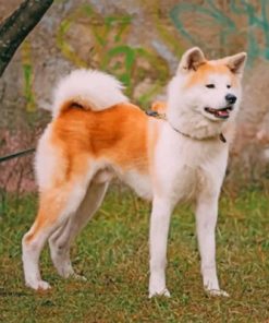 Japanese Akita Paint by numbers