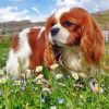 King Charles Spaniel Dog paint by numbers