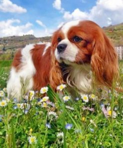 King Charles Spaniel Dog paint by numbers