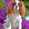 King Charles Spaniel Puppy Paint by numbers