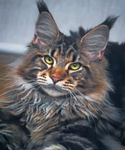 Maine Coon Cat Paint by numbers