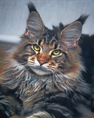 Maine Coon Cat Paint by numbers