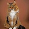 Maine Coon Paint by numbers