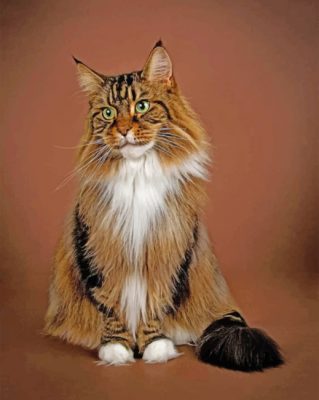 Maine Coon Paint by numbers