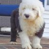 Old English Sheepdog Paint by numbers