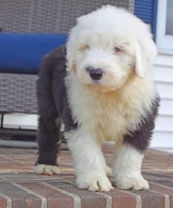Old English Sheepdog Paint by numbers