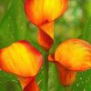 Orange Calla Lily Paint by numbers