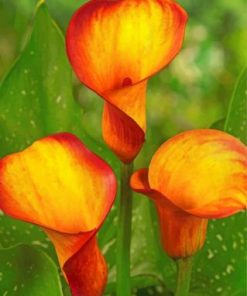 Orange Calla Lily Paint by numbers