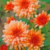 Peach Chrysanthemum paint by numbers