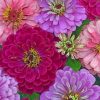 Pink And Purple Zinnias Paint by numbers