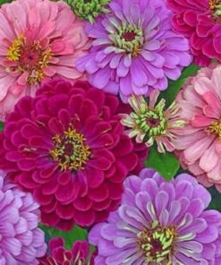 Pink And Purple Zinnias Paint by numbers