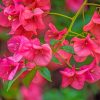 Pink Bougainvillea Paint by numbers