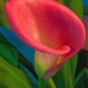 Pink Calla Lily paint by numbers
