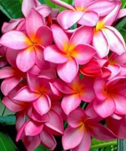 Pink Frangipani Paint by numbers