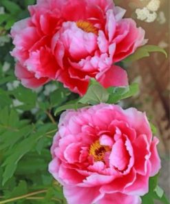 Pink Peonies Paint by numbers