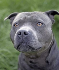 Gray Pit bull Paint by numbers