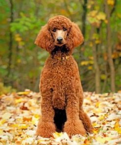 Brown Poodle Dog Paint by numbers