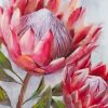 pink protea paint by numbers