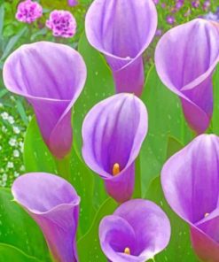 purple arum lilies paint by numbers-319x400