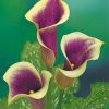 Purple Calla Lily Paint by numbers