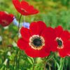 red-Anemone-flower-paint-by-number