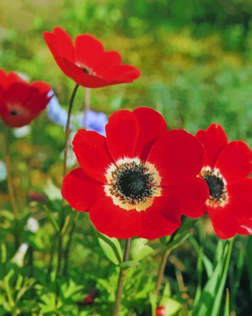 red-Anemone-flower-paint-by-number