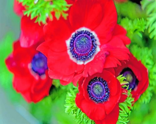 Red Anemone Flower Paint by numbers