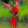 Red Flying Macaws Paint by numbers